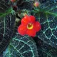 Flame violet