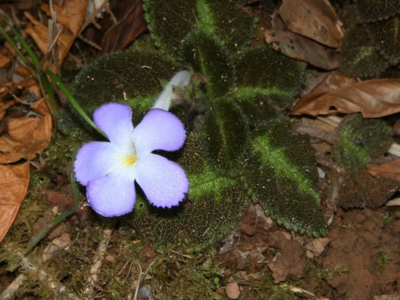 Episcia lilacina