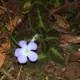 Episcia lilacina