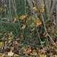 Rough horsetail