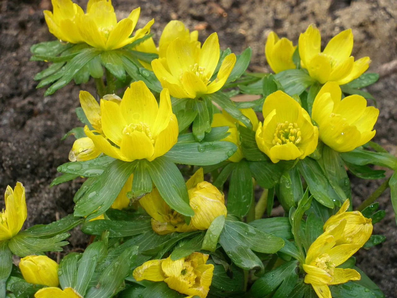 Cammarum hyemale (L.) Greene