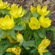 Cammarum hyemale (L.) Greene