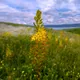 Eremurus spectabilis