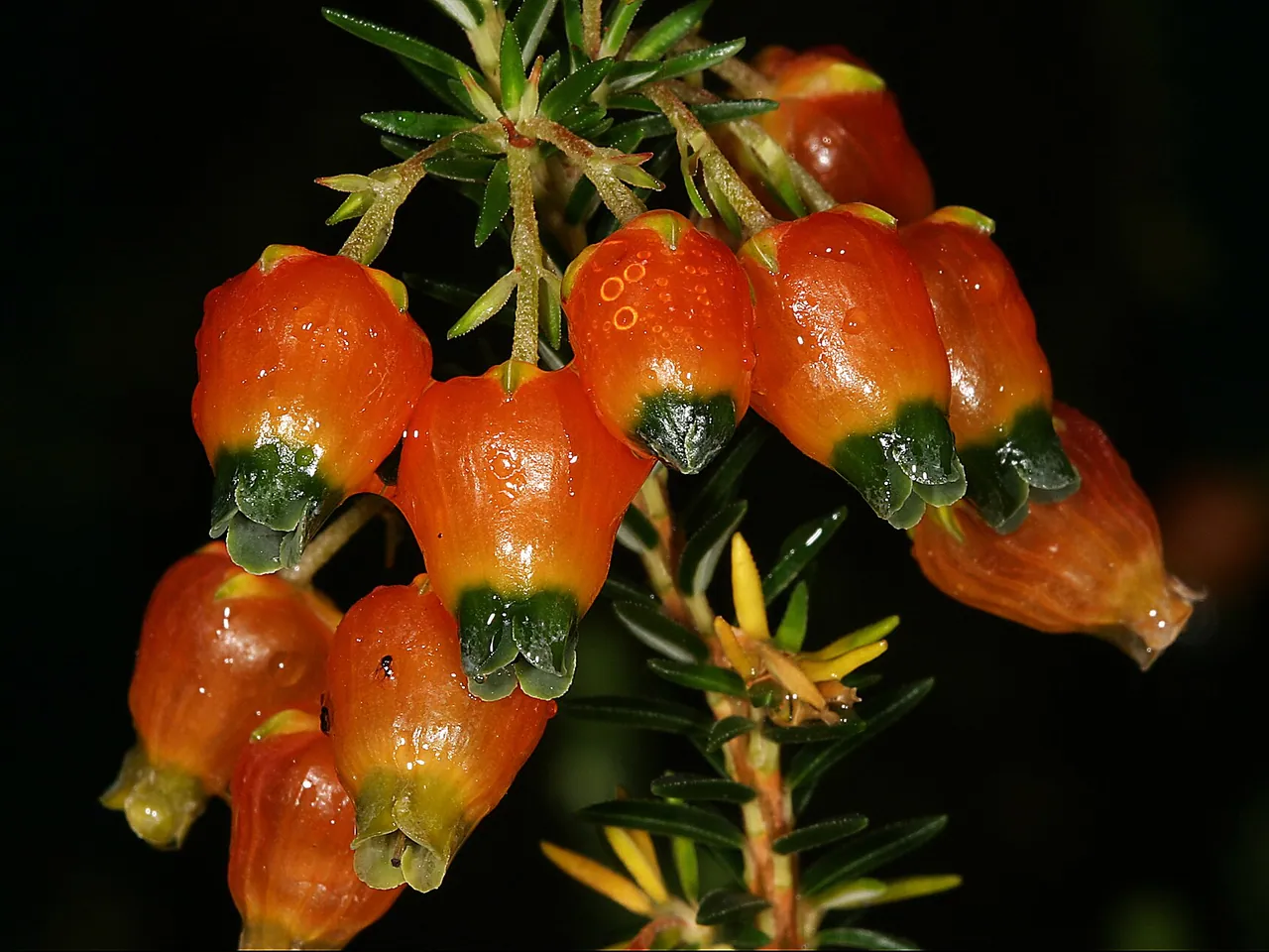 Orange heath