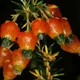 Orange heath