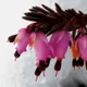 Winter heath