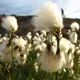 Bog cotton