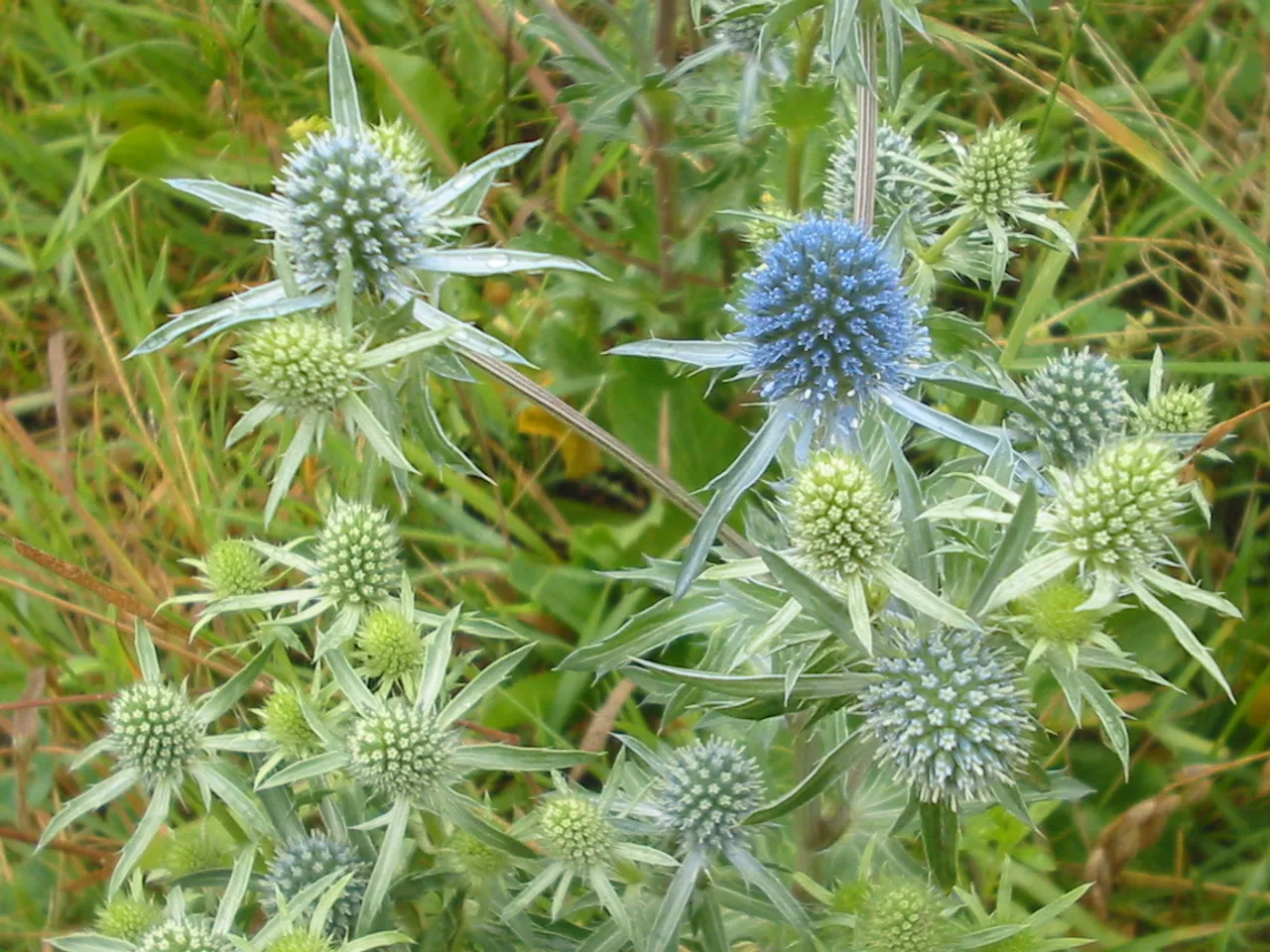 Planta venenosa