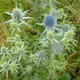 Planta venenosa