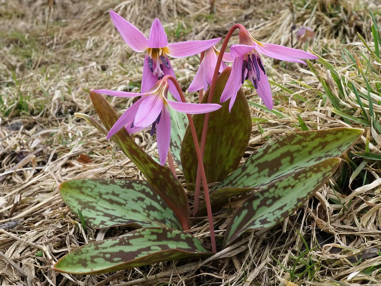 Erythronium dens-canis