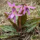 Erythronium dens-canis