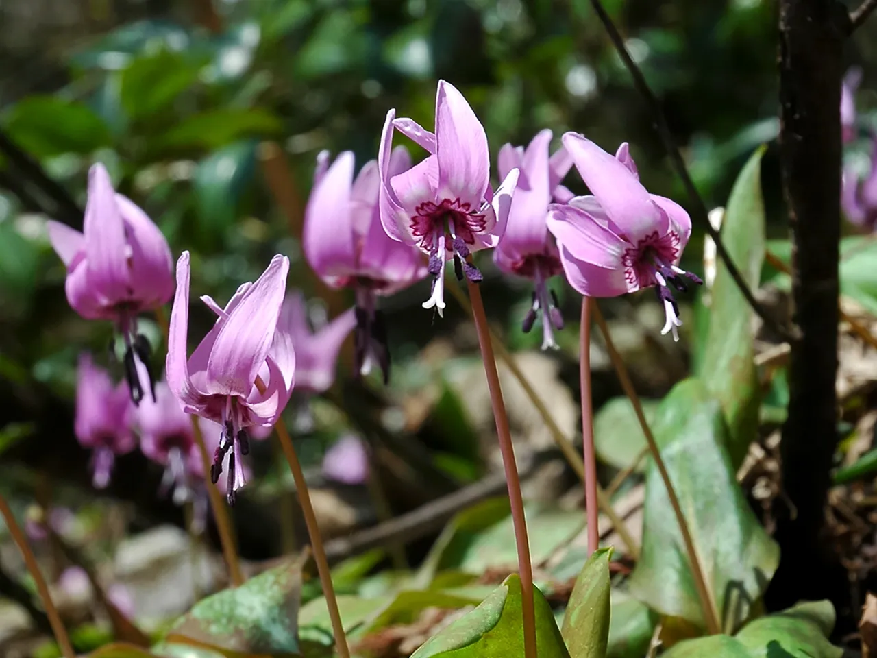 Erythronium japonicum