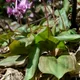 Erythronium japonicum