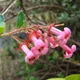 Escallonia