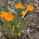 California poppy