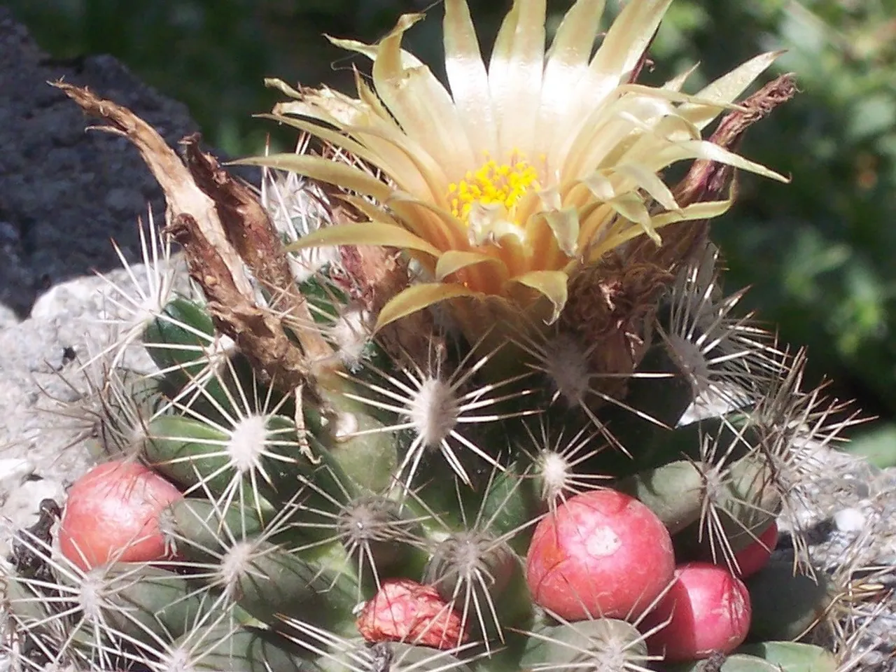 Missouri fox-tail cactus