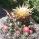 Missouri fox-tail cactus