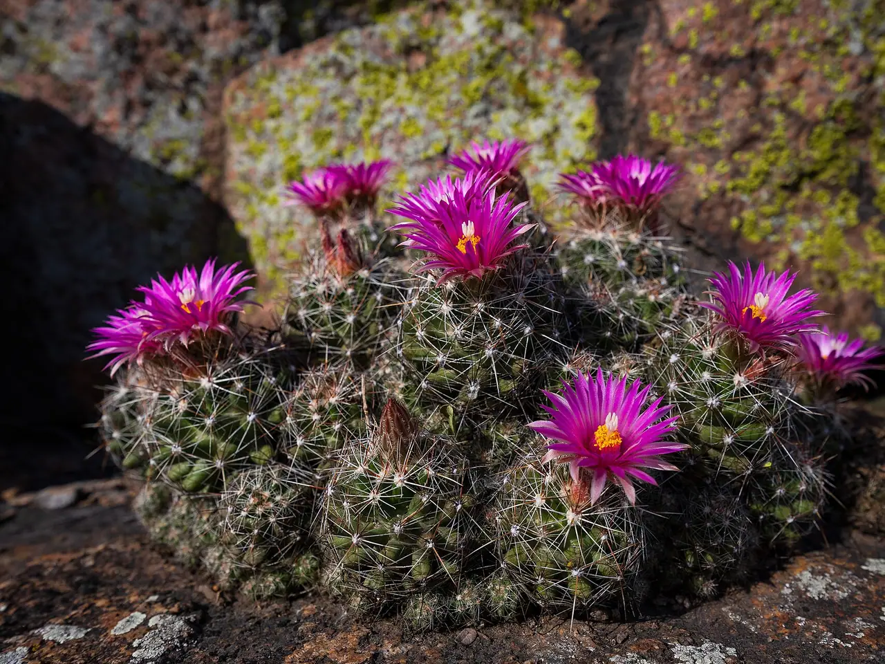 Escobaria vivipara