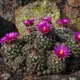 Escobaria vivipara