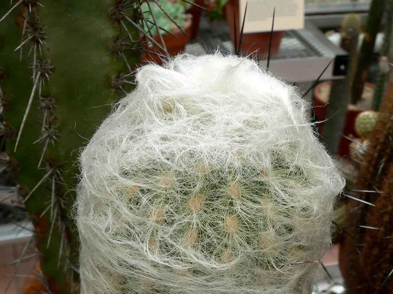 Espostoa lanata
