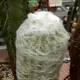 Espostoa lanata