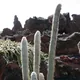 Espostoa melanostele