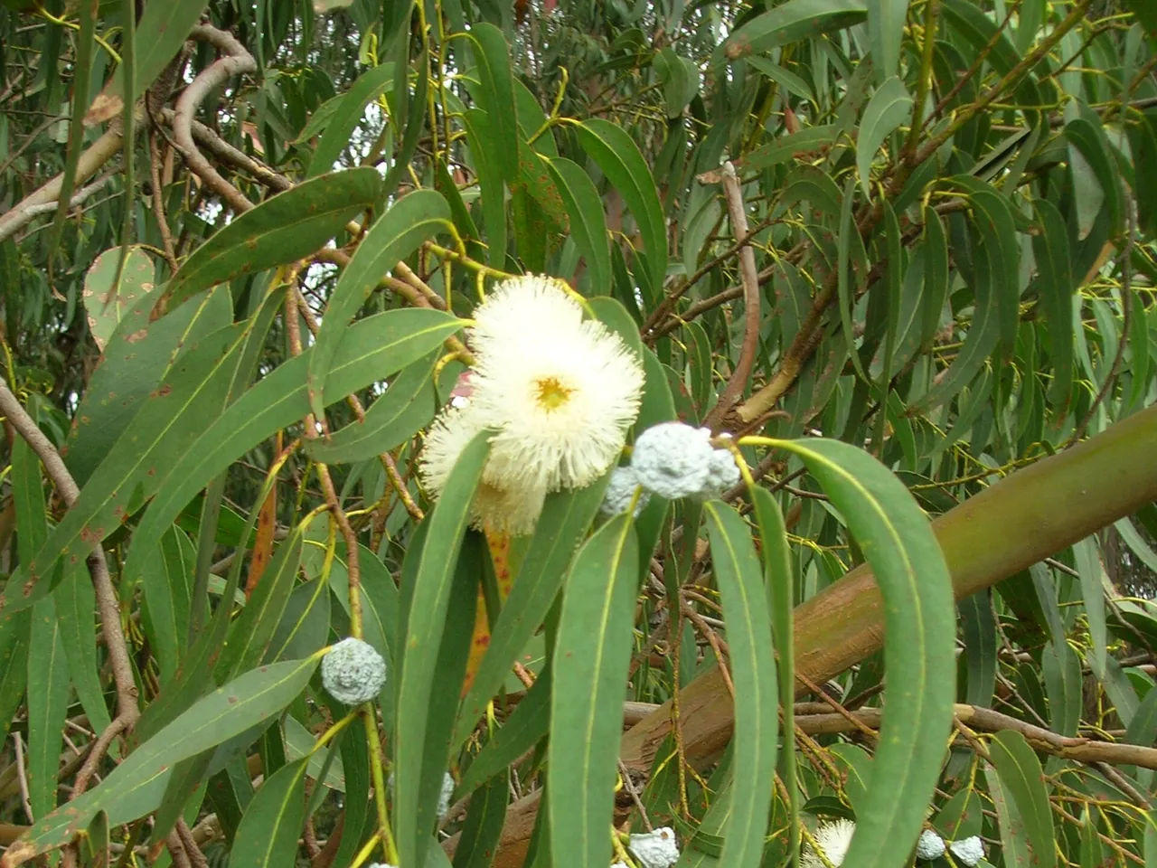 Blue gum