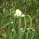 Blue gum