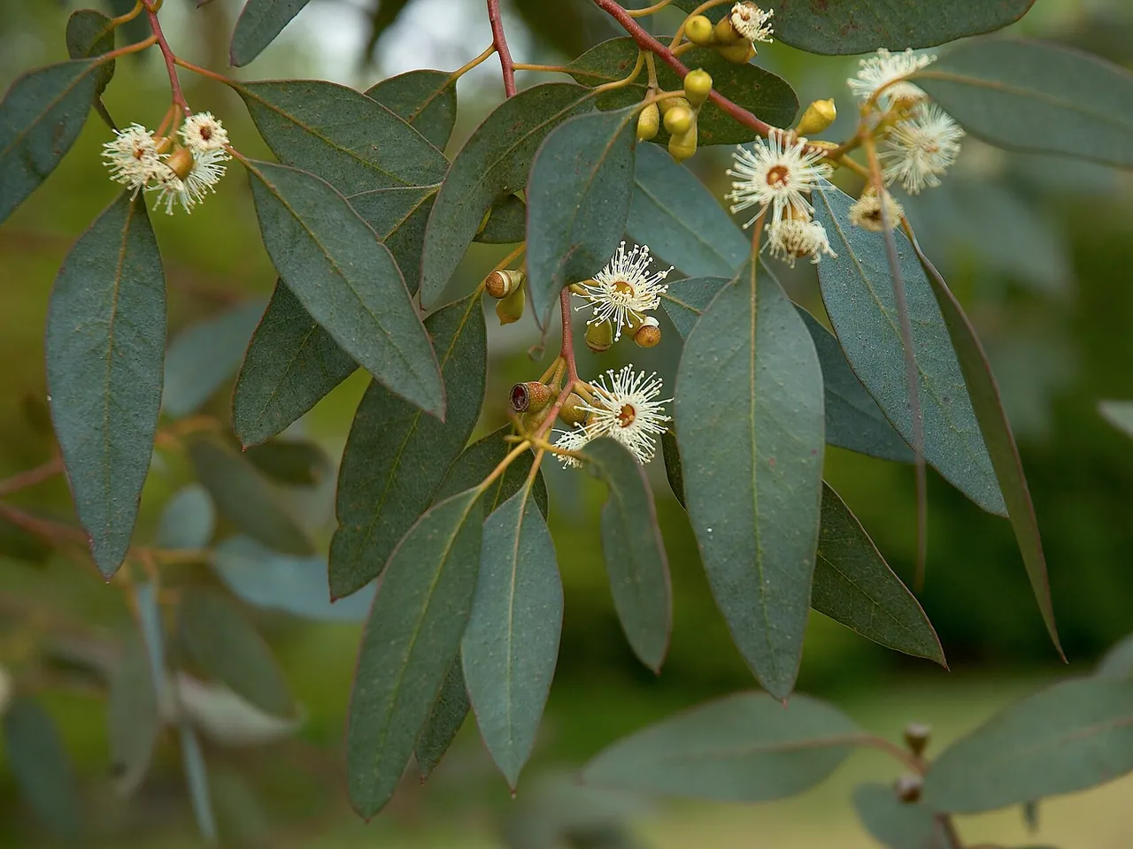 Eucalyptus gunnii