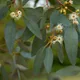 Eucalyptus gunnii