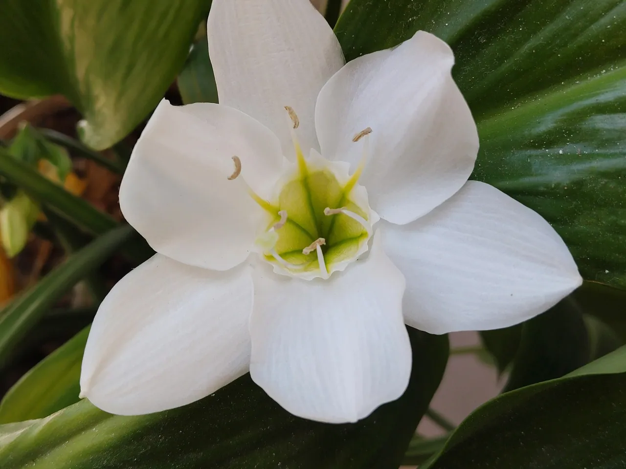 Amazon lily