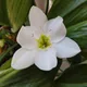 Amazon lily