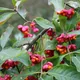 Common spindle