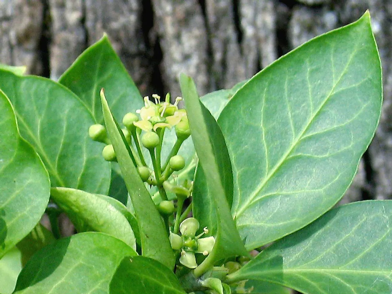 Spindle
