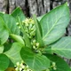 Spindle