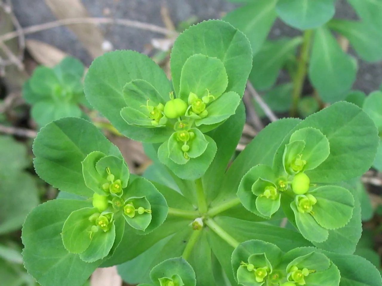 Sun spurge
