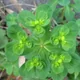Sun spurge