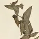 Caper Spurge