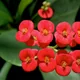 Christ plant