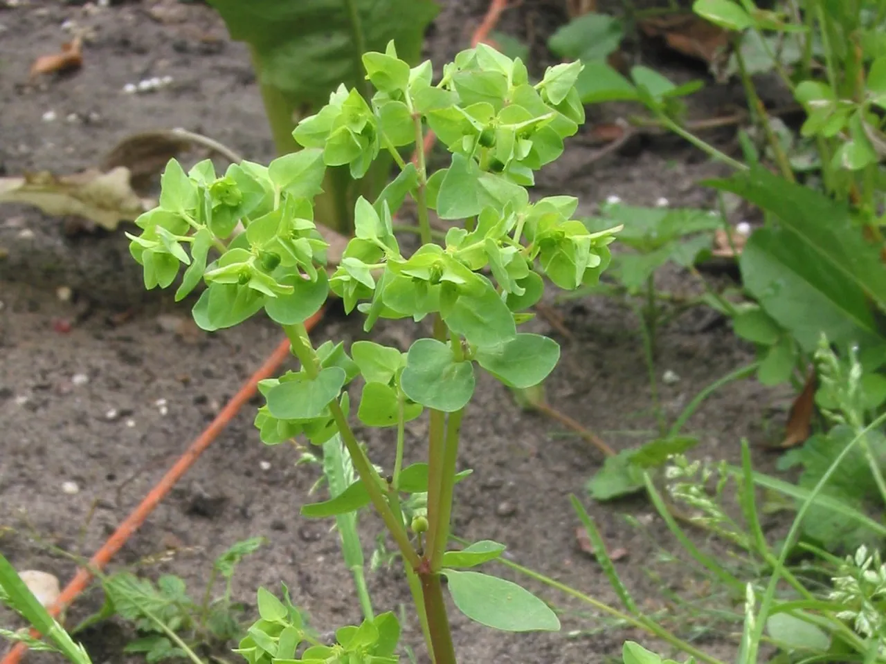 Euphorbia peplus