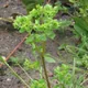 Euphorbia peplus