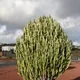 African milk tree