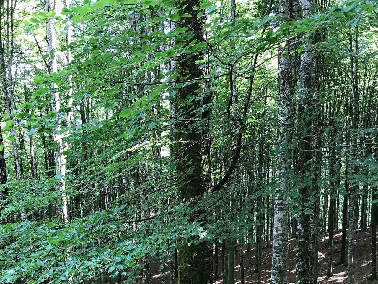 Beech