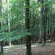Beech