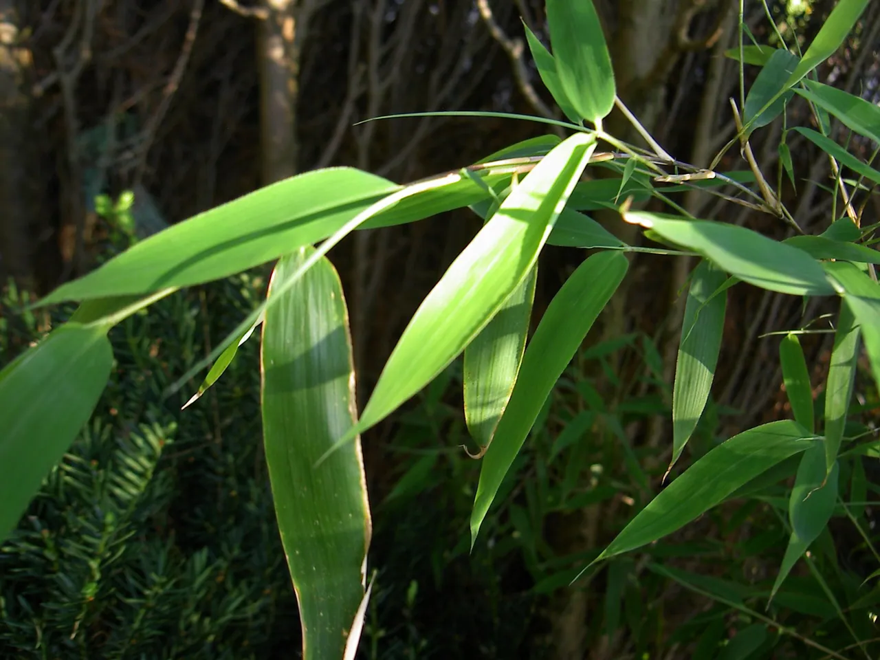 Giant-panda fodder-bamboo