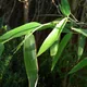 Giant-panda fodder-bamboo