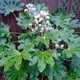 Japanese aralia