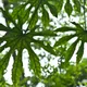 Fatsia polycarpa