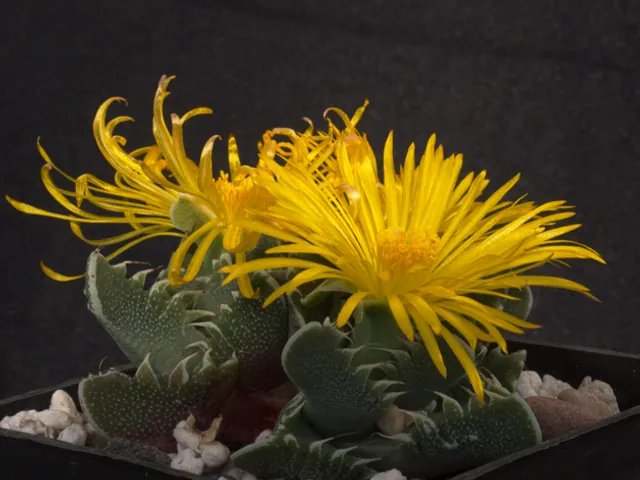 Faucaria tigrina
