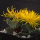 Faucaria tigrina
